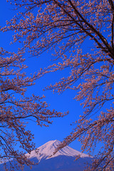 Cherry blossoms and Mt.Fuji of blue sky from Lake Kawaguchi Japan  04/16/2019
