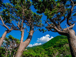【静岡県伊豆半島ジオパーク】夏の西伊豆黄金崎【松林】