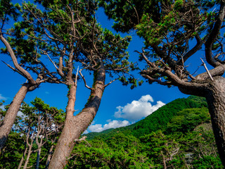 【静岡県伊豆半島ジオパーク】夏の西伊豆黄金崎【松林】