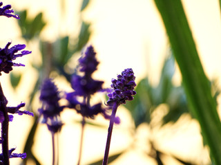 flowers after the rain