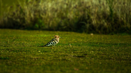 bird in the grass