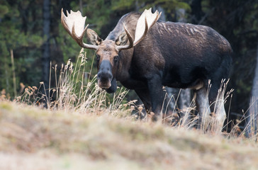 Moose in the wild