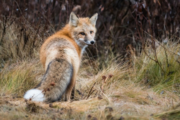 Red fox in the wild