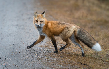 Red fox in the wild