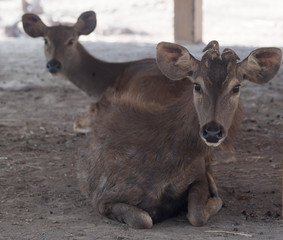 bird, robin, nature, wildlife, animal, red, sparrow, wild, tree, branch, small, beak, finch, green, birds, garden, feathers, breast, brown, young, erithacus rubecula, spring, feather, fauna