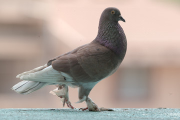 pigeon, bird, dove, animal, nature, feather, beak, grey, wildlife, gray, isolated, birds, feathers, wing, eye, wild, fly, white, peace, pigeons, wings, portrait