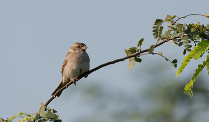 bird on branch