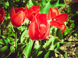 Fototapeta premium Red Tulip