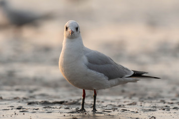 seagull on the beach