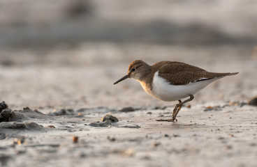 bird on the beach