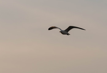 seagull flying in the sky