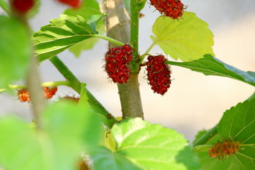 mulberry fruit and mulberry leaf on the branch
