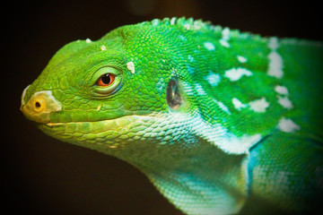 lizard_1