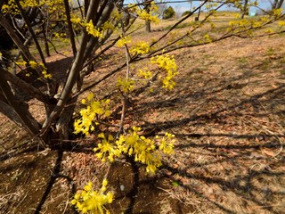 サンシュユは早春の花