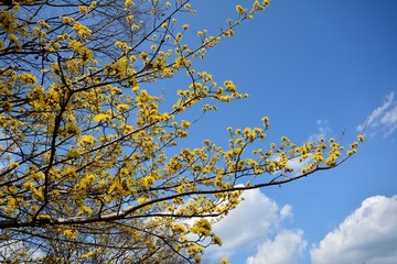 サンシュユは早春の花
