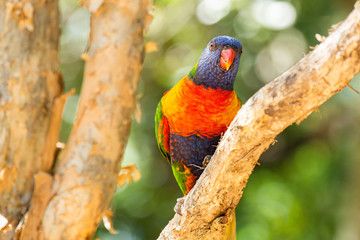 Rainbow lorikeet