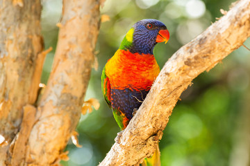 Rainbow lorikeet