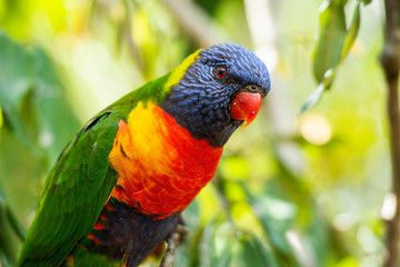 Rainbow lorikeet