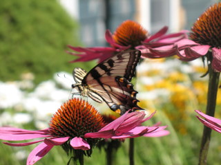 Butterfly on Flower