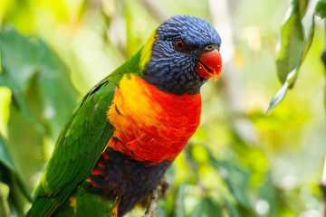 Rainbow lorikeet