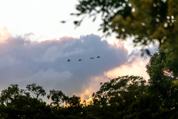 Flock of birds ibis (bin chicken) flying to the early morning sky clouds and sun light orange and pink
