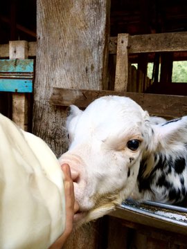 cow in a stable