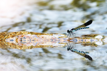 Mirror reflection of Beautiful blue damselflies on a rock in waterfall