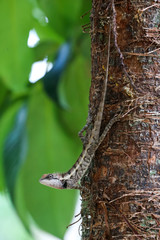 The gesture of a lizard or chameleon perched on trees