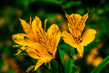 amancay Alstroemeria aurea  flower