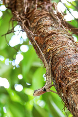 The gesture of a lizard or chameleon perched on trees