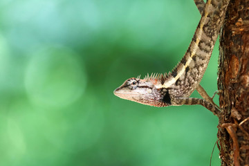 The gesture of a lizard or chameleon perched on trees.