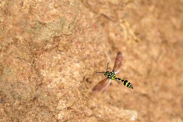 Wasps flying on the soil surface.