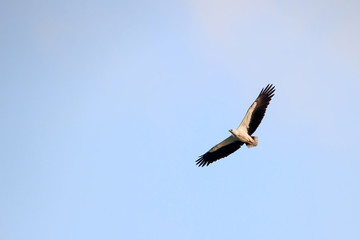 Aerial view of White-bellied Sea Eagle, Birds flying in the sky against a background of the sea