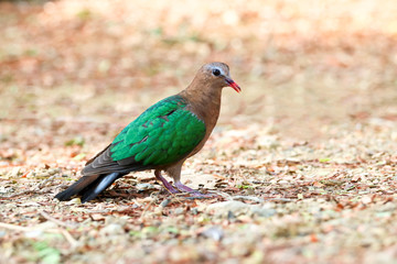 Image of bird, Common Emerald Dove on nature background.