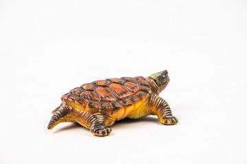 turtle on white background