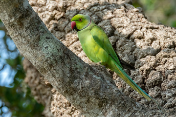 Rose-ringed Parakeet (Psittacula krameri), Yala National Park, Sri Lanka