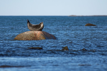 Phoque commun (position de la banane) © rrichard29