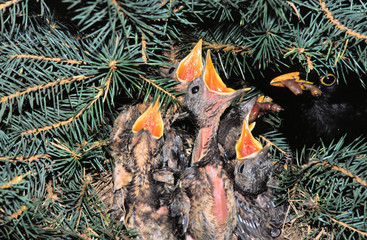 vogelnest