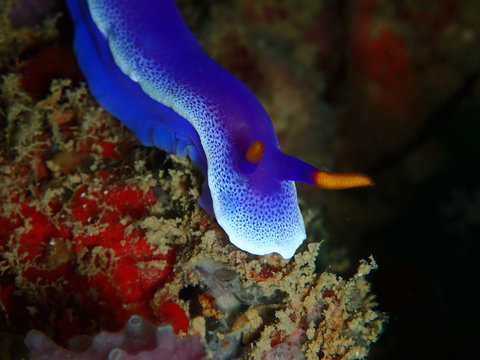 Closeup and macro shot of nudibranch Hypselodoris apolegma is a species of colourful sea slug or dorid nudibranch, a marine gastropod mollusk in the family Chromodorididae.