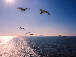 Fototapeta na wymiar Seagulls on the sea, under the blue sky