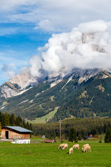 Fototapeta na wymiar Sheep farm with pine forest and big mountain in the background, blue sky with clouds, Ehrwald, Tyrol, Austria