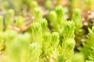 マツバボタンの新葉