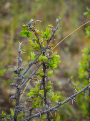 Bush of a wild rose just released young green leaves in Altai, Russia