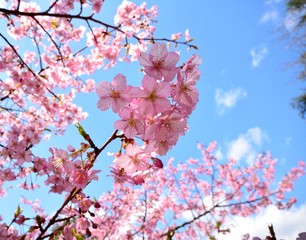 早咲きの桜　-カワズサクラ