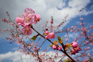 早咲きの桜　-カワズサクラ