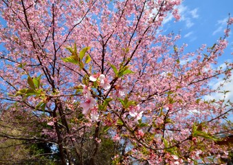早咲きの桜　-カワズサクラ