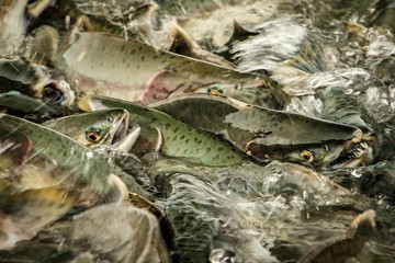 Salmon season in Alaska, in town of Valdez and Prince William Sound