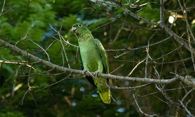Green parrot