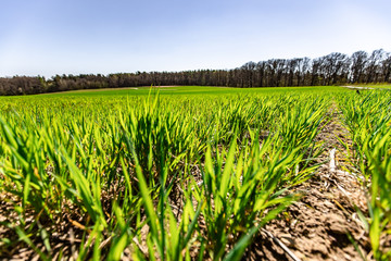 Long green leaves and grass