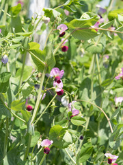 スナップエンドウマメの花